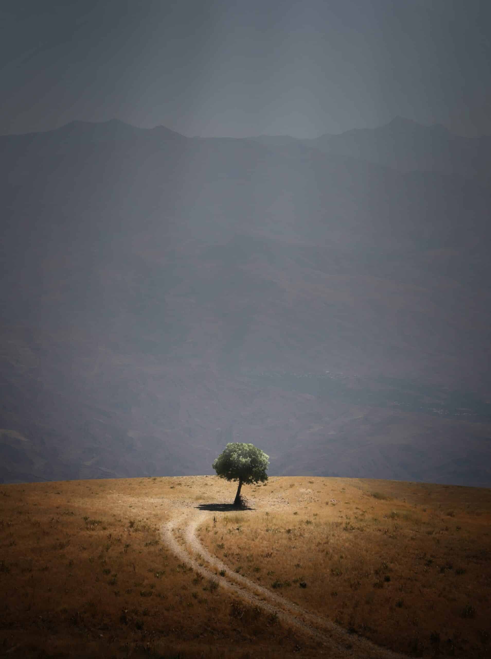 mehdi-sepehri-hHRXqnXZxlY-unsplash