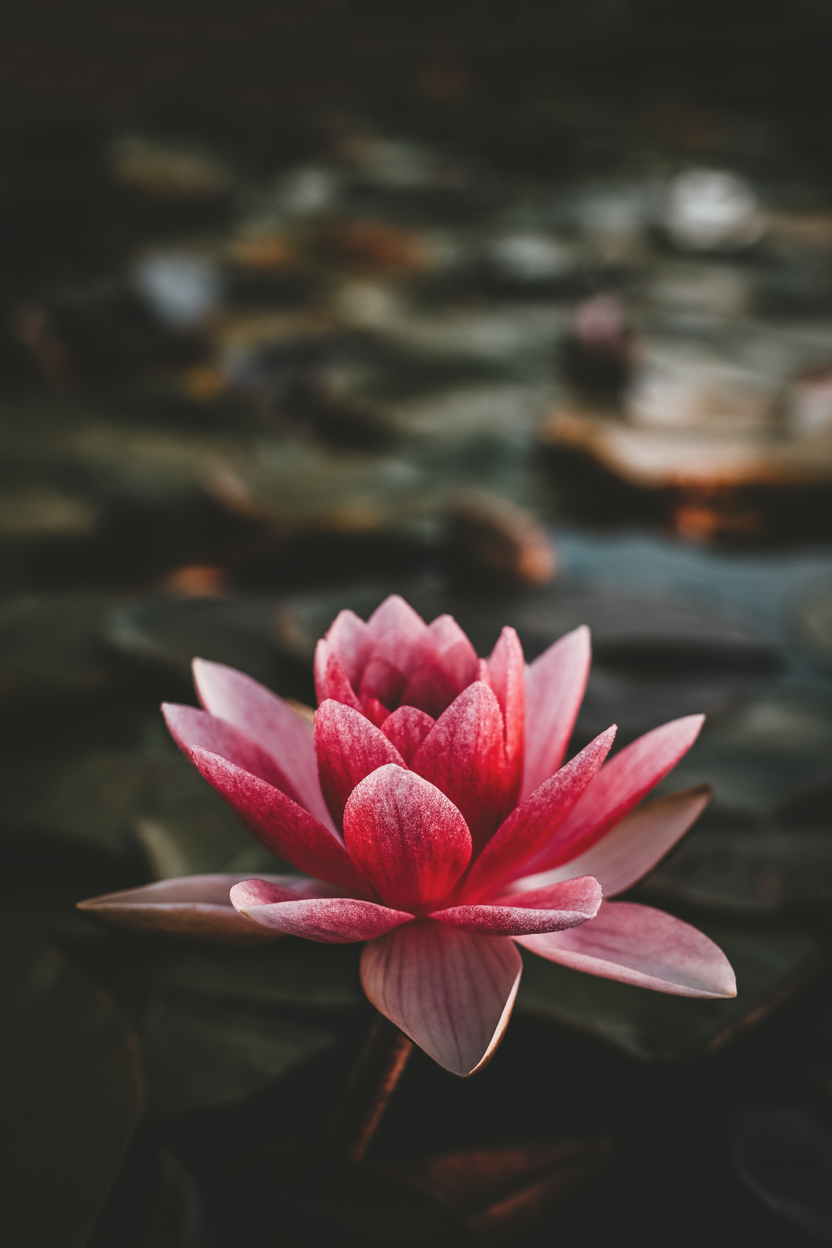 zoltan-tasi-yanhwFwyoaU-unsplash